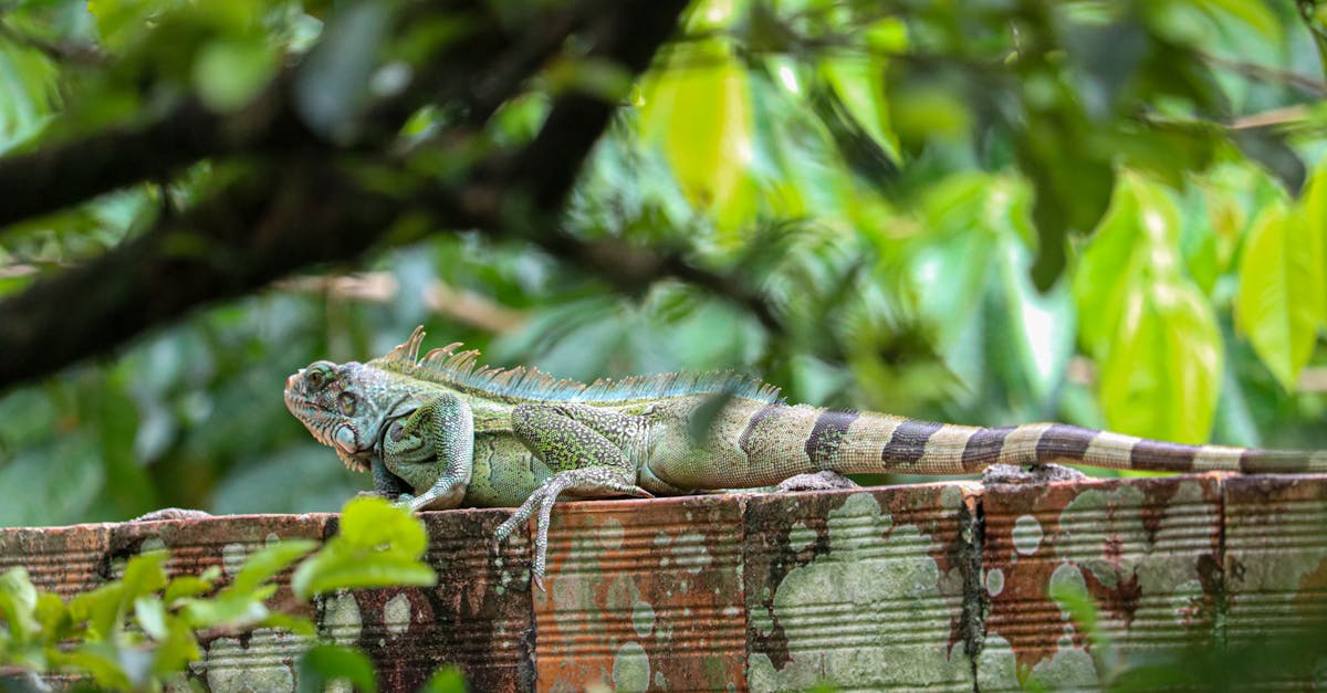 découvrez l'importance cruciale de la biodiversité pour notre planète. explorez les défis auxquels elle fait face et apprenez comment préserver les écosystèmes pour les générations futures.