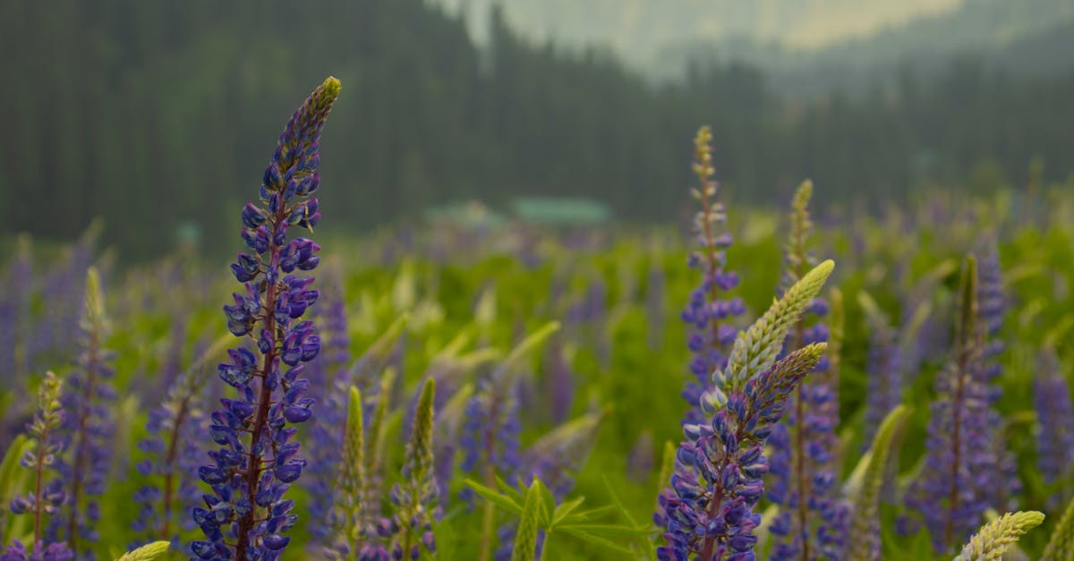 découvrez les politiques climatiques qui façonnent notre avenir. analyse des initiatives mondiales pour lutter contre le changement climatique, promouvoir la durabilité et protéger notre planète pour les générations à venir.
