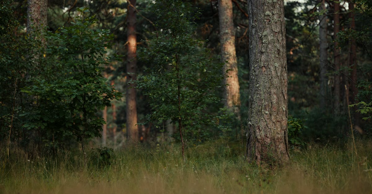 découvrez comment la gouvernance écologique favorise la protection de l’environnement, la gestion durable des ressources naturelles et la participation citoyenne pour un avenir plus respectueux de la planète.