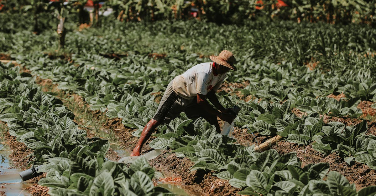 découvrez comment la culture durable transforme notre rapport à l'environnement, favorise la biodiversité et encourage des pratiques responsables dans les arts, l'agriculture et le mode de vie. imprégnez-vous de stratégies et d'initiatives pour un avenir plus vert et respectueux de notre planète.