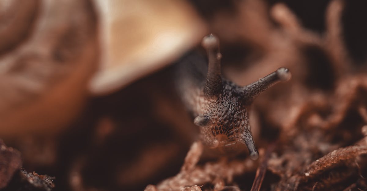 découvrez l'importance de la protection des sols, ses techniques et ses bénéfices pour l'environnement et l'agriculture durable. apprenez comment préserver la qualité des terres pour les générations futures.