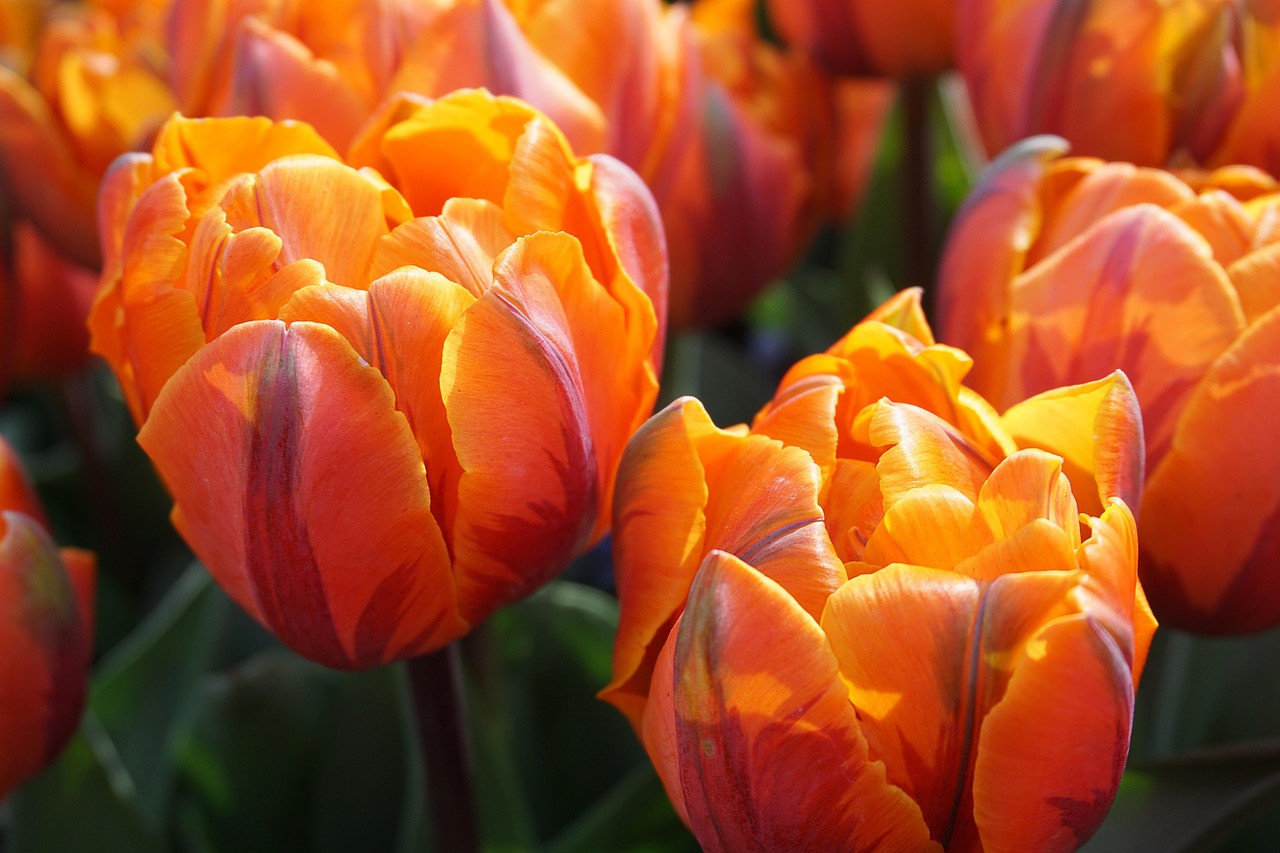 découvrez tout ce qu'il faut savoir sur l'orange : ses bienfaits pour la santé, ses valeurs nutritionnelles, sa consommation et des idées de recettes pour savourer ce fruit délicieux et vitaminé.