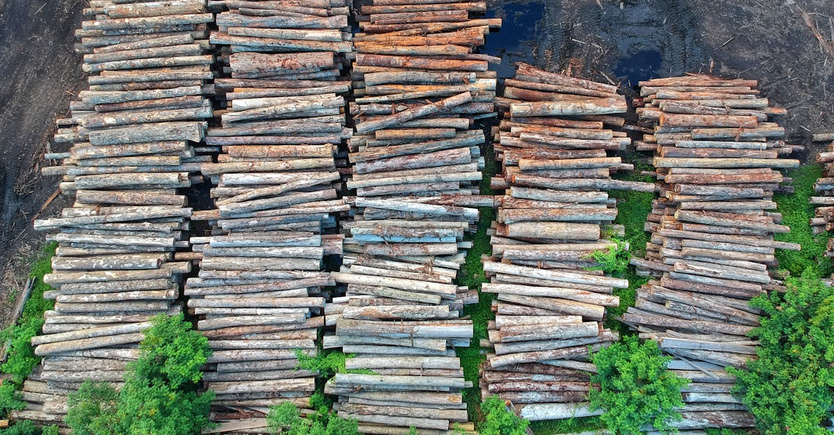 découvrez les enjeux de la déforestation, ses causes, ses impacts sur l'environnement et les actions nécessaires pour préserver nos forêts et la biodiversité.