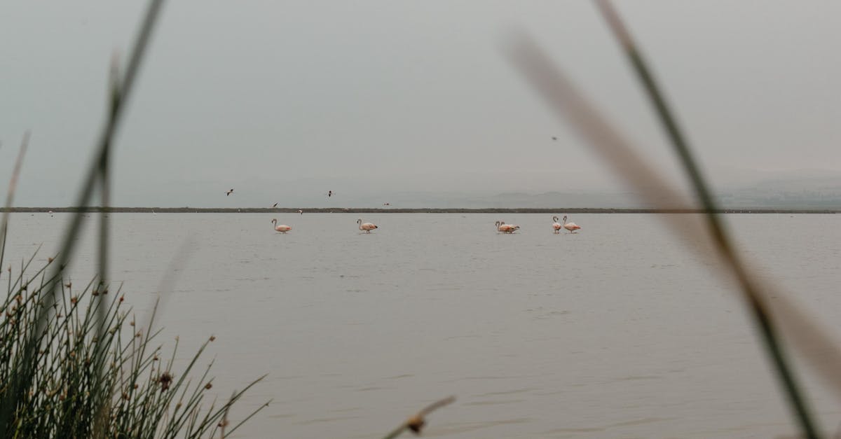 découvrez des méthodes essentielles pour la conservation de l'eau, afin de préserver notre ressource la plus précieuse. apprenez des astuces pratiques pour réduire votre consommation d'eau au quotidien et adopter un mode de vie durable.