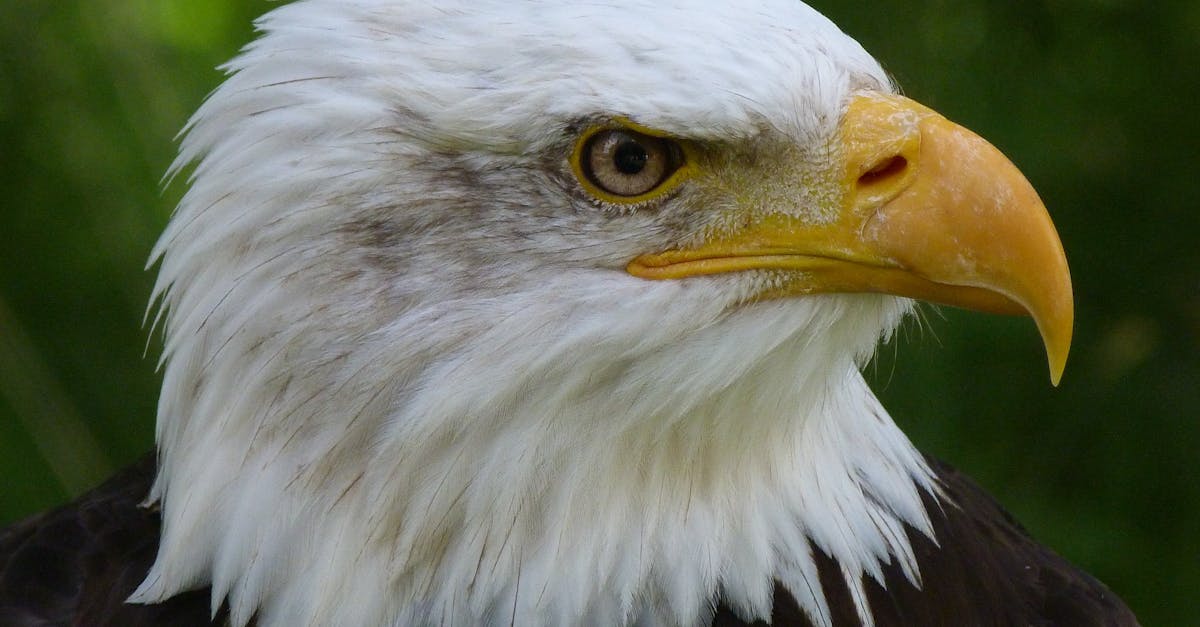 découvrez l'importance de la protection des écosystèmes pour préserver notre planète. explorez les actions nécessaires pour maintenir la biodiversité, protéger les habitats naturels et assurer un avenir durable pour les générations futures.