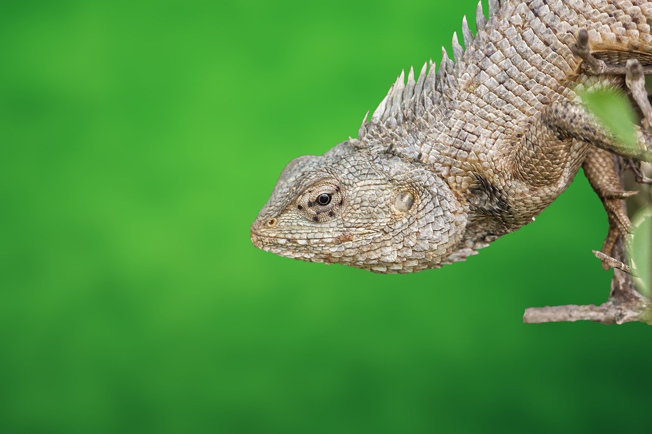 découvrez l’évaluation des services écosystémiques : comprendre, quantifier et valoriser les bénéfices que la nature offre à l’homme pour mieux préserver notre environnement.