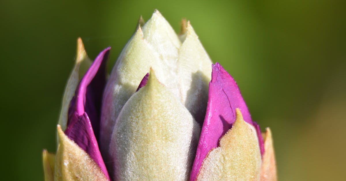 découvrez les principes de la croissance verte, une approche économiquement durable qui favorise l'innovation, la préservation de l'environnement et le bien-être des sociétés. explorez des stratégies pour un développement qui répond aux besoins d'aujourd'hui sans compromettre les ressources de demain.