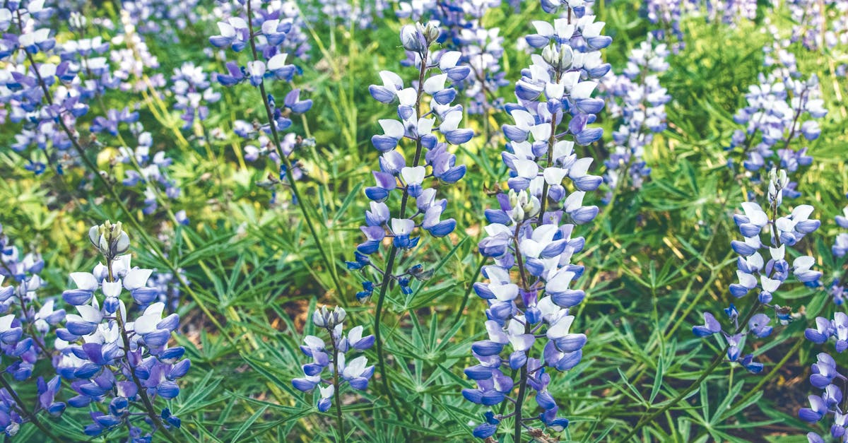 découvrez la richesse de la biodiversité, sa importance cruciale pour notre écosystème et les moyens de la préserver. explorez les espèces, leurs habitats et l'impact des activités humaines sur la nature.