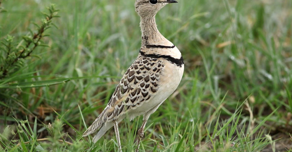 découvrez l'importance de la biodiversité pour notre planète : un équilibre fragile qui soutient la vie, préserve les écosystèmes et enrichit notre quotidien. apprenez comment protéger et promouvoir la diversité des espèces pour un avenir durable.