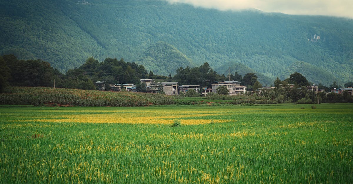 découvrez comment la gouvernance écologique permet de concilier développement durable et préservation de l'environnement grâce à des stratégies responsables et innovantes.