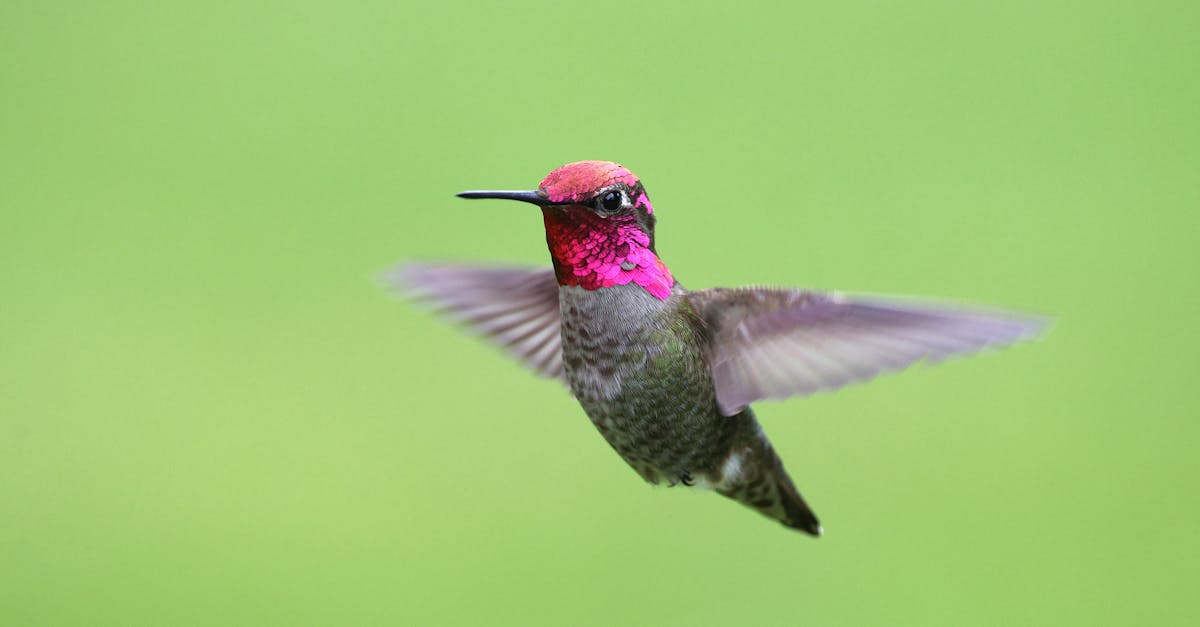 découvrez l'importance de la biodiversité pour notre planète, ses écosystèmes, et notre bien-être. apprenez comment préserver la variété des espèces et les habitats naturels tout en soutenant un développement durable.
