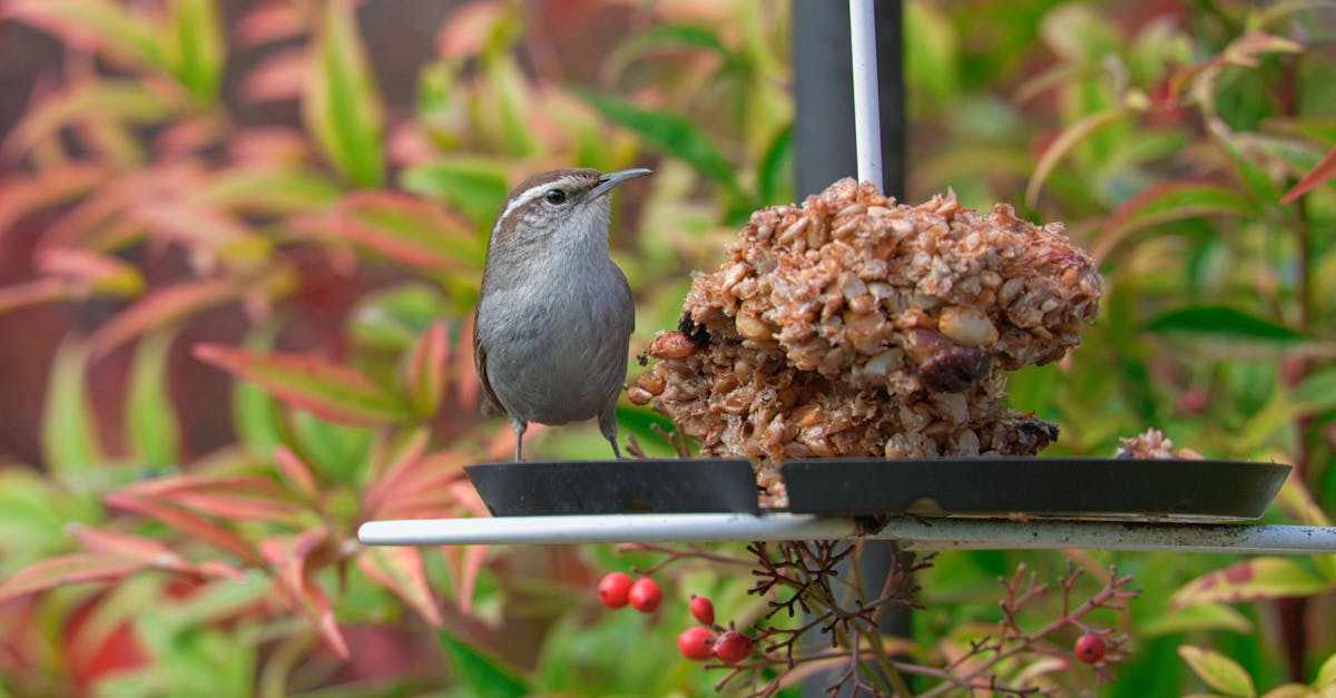 découvrez l'importance de la biodiversité, ses menaces et les actions à entreprendre pour préserver la richesse des écosystèmes, garantir un avenir durable et favoriser l'harmonie entre l'homme et la nature.