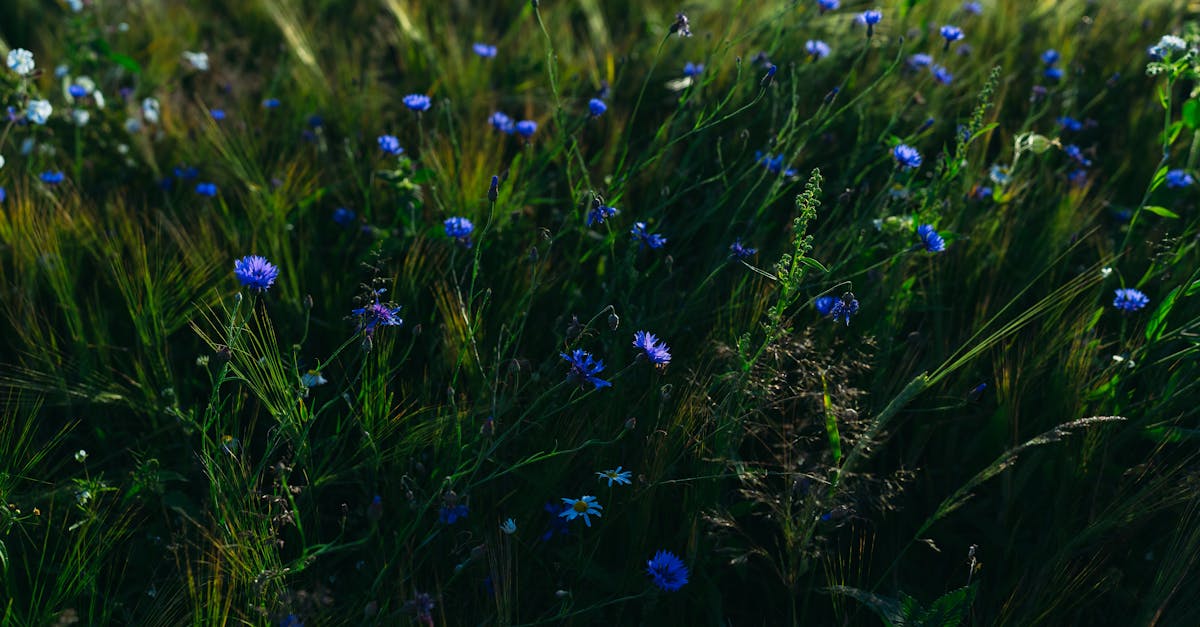 découvrez l'importance de la biodiversité pour notre planète, explorez les différents écosystèmes et apprenez comment préserver la richesse de la vie sur terre. informez-vous sur les menaces qui pèsent sur la biodiversité et les actions à entreprendre pour la protéger.