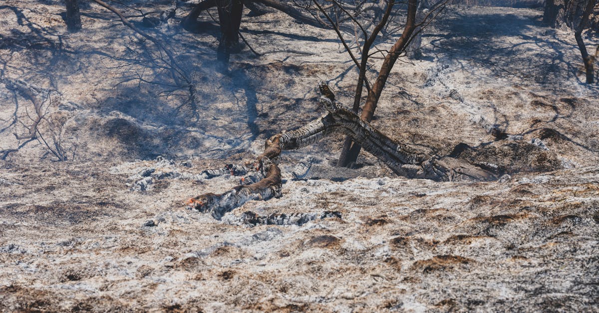 découvrez l'impact du changement climatique sur notre planète. analyse des conséquences environnementales, économiques et sociales, ainsi que des solutions pour un avenir durable.