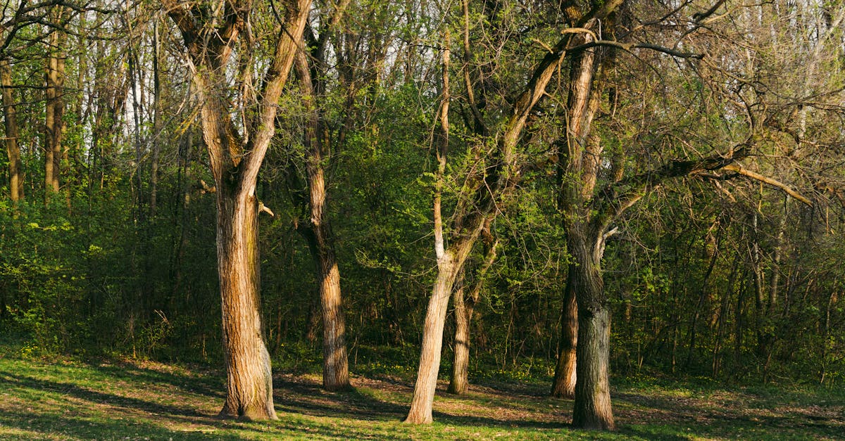 découvrez l'importance de la restauration des écosystèmes pour préserver la biodiversité et lutter contre le changement climatique. apprenez les méthodes et initiatives qui contribuent à restaurer nos milieux naturels et à renforcer l'équilibre environnemental.