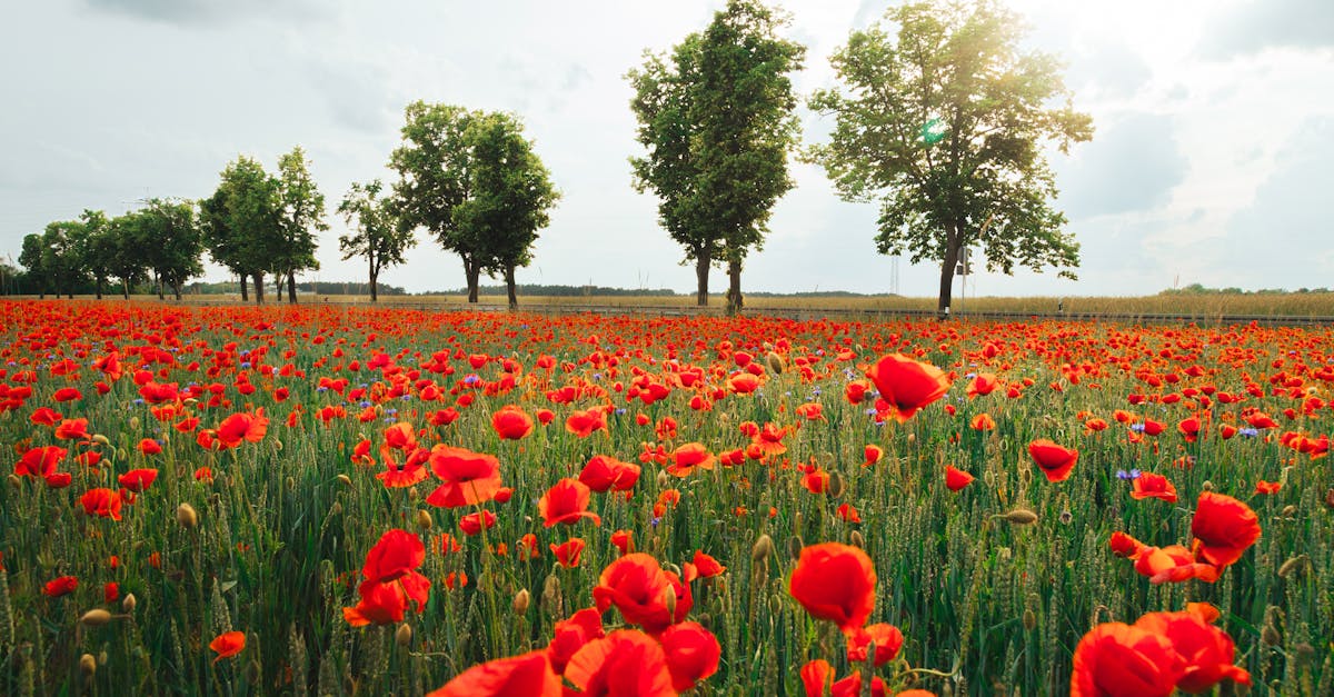 découvrez comment la croissance verte transforme notre économie en intégrant durabilité et innovation. explorez des solutions écologiques qui favorisent un développement responsable tout en préservant notre planète pour les générations futures.