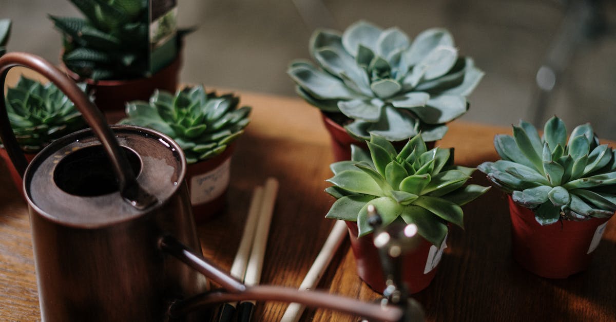 découvrez l'importance de la conservation de l'eau pour préserver notre planète. apprenez des astuces pratiques et des méthodes innovantes pour économiser l'eau à la maison et dans votre jardin. engagez-vous pour un avenir durable en réduisant votre consommation d'eau dès aujourd'hui.