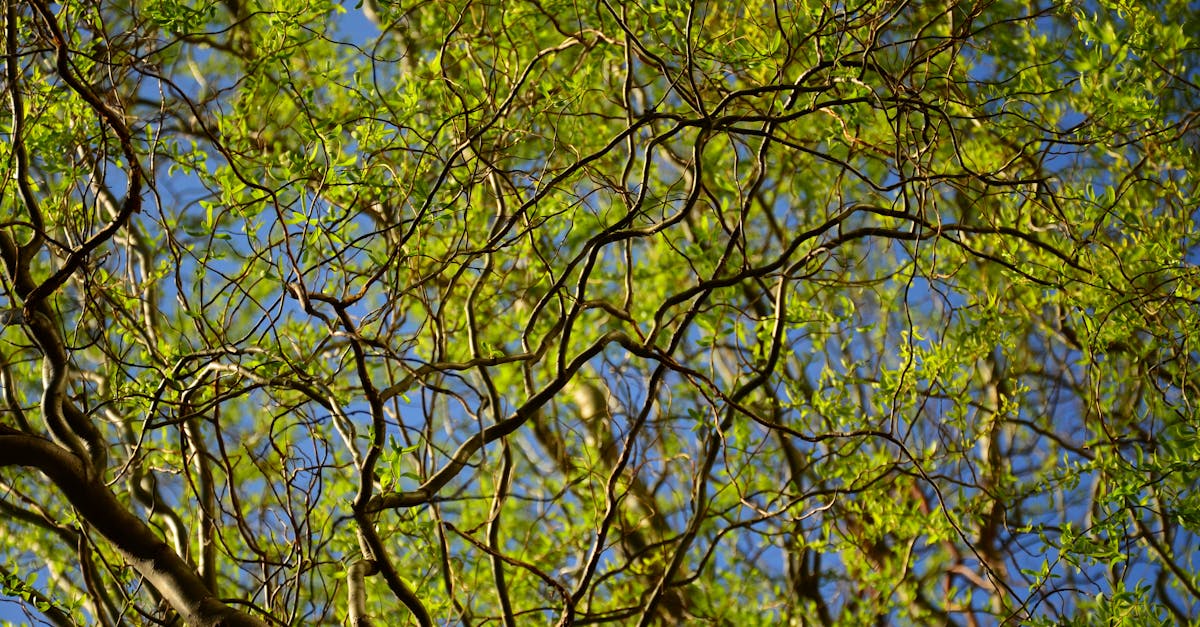 découvrez les réseaux écologiques, essentiels pour la biodiversité et l'équilibre des écosystèmes. apprenez comment ces interconnexions entre espèces et habitats contribuent à la durabilité de notre environnement.