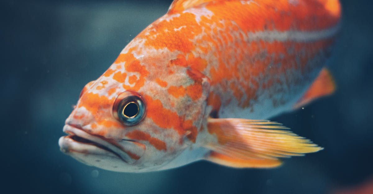 découvrez la richesse incroyable de la biodiversité marine, son importance pour notre écosystème et les enjeux de sa préservation. explorez les merveilles des océans et engagez-vous pour la protection des espèces menacées.