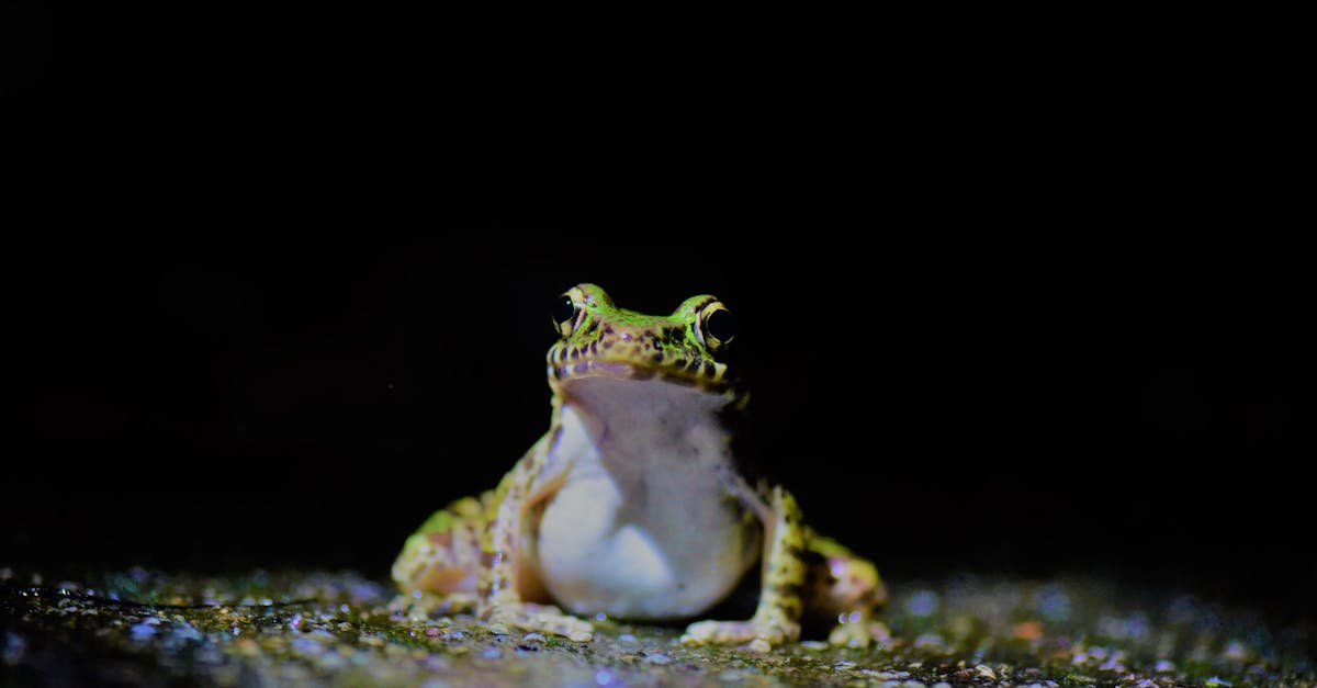 découvrez les systèmes de certification écologique qui garantissent des pratiques durables et respectueuses de l'environnement. informez-vous sur les normes, les processus et les avantages de ces certifications pour les entreprises et les consommateurs engagés dans la préservation de notre planète.