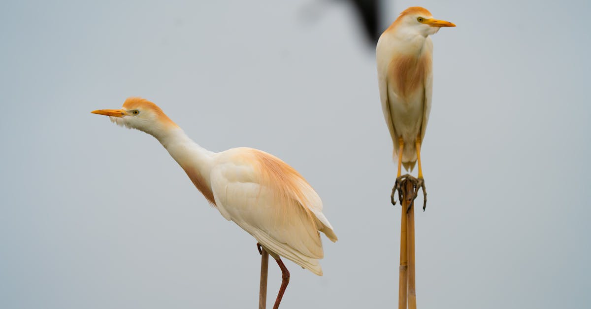 découvrez l'importance des écosystèmes dans notre environnement, en explorant leur diversité, leur fonctionnement et leur rôle vital pour la planète. apprenez comment protéger ces systèmes naturels pour préserver la biodiversité et garantir un avenir durable.