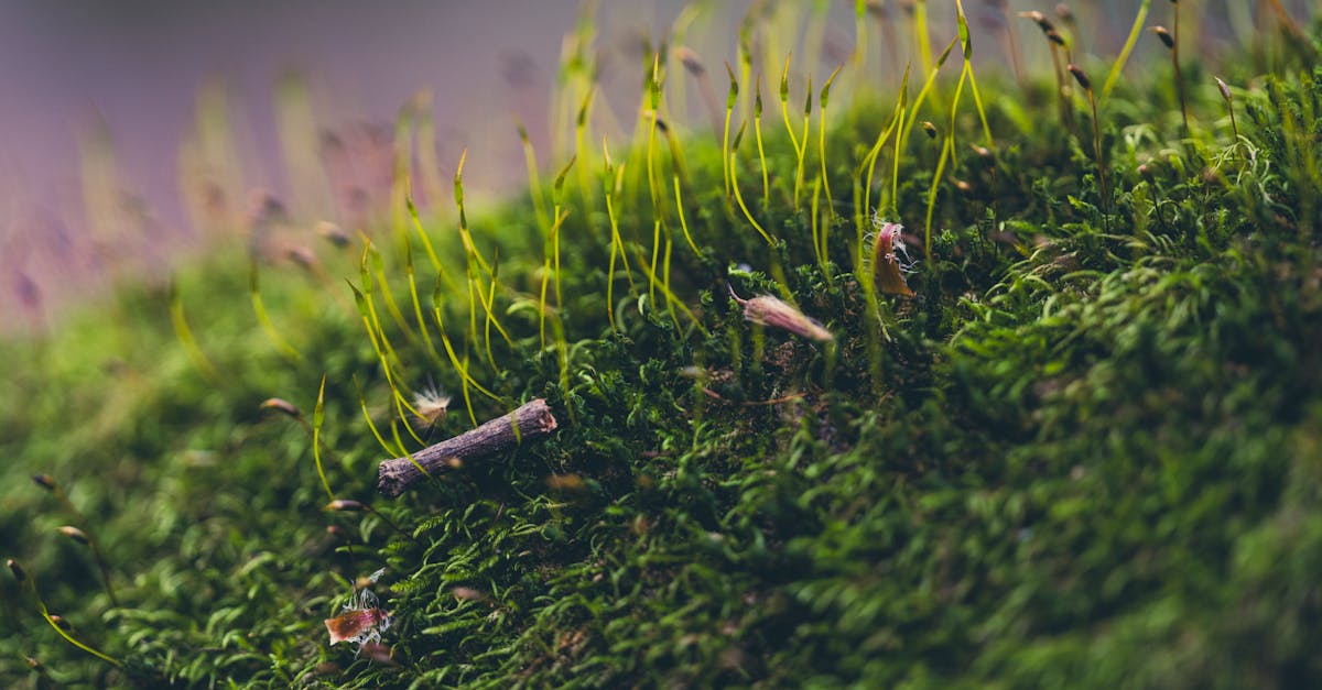 découvrez les enjeux du financement climatique et son impact sur la transition vers une économie durable. apprenez comment les investissements verts peuvent aider à lutter contre le changement climatique et soutenir les initiatives écologiques à travers le monde.