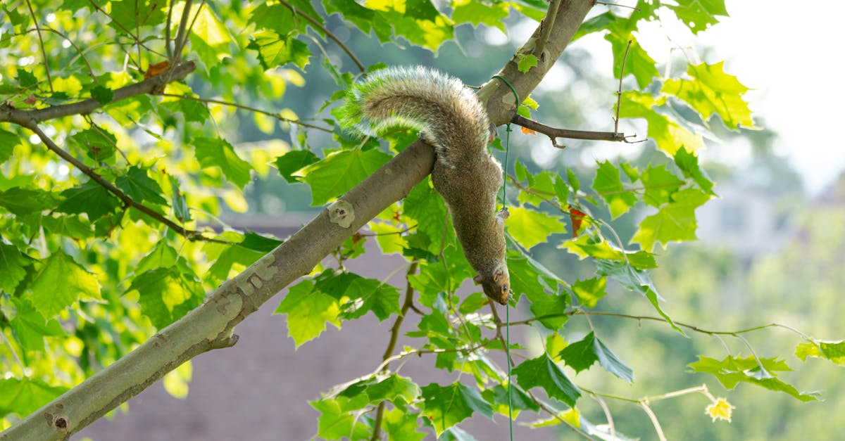 découvrez l'adaptabilité écologique : comment les espèces et les écosystèmes s'ajustent aux changements environnementaux. explorez des stratégies innovantes et des études de cas sur la résilience face aux défis climatiques.