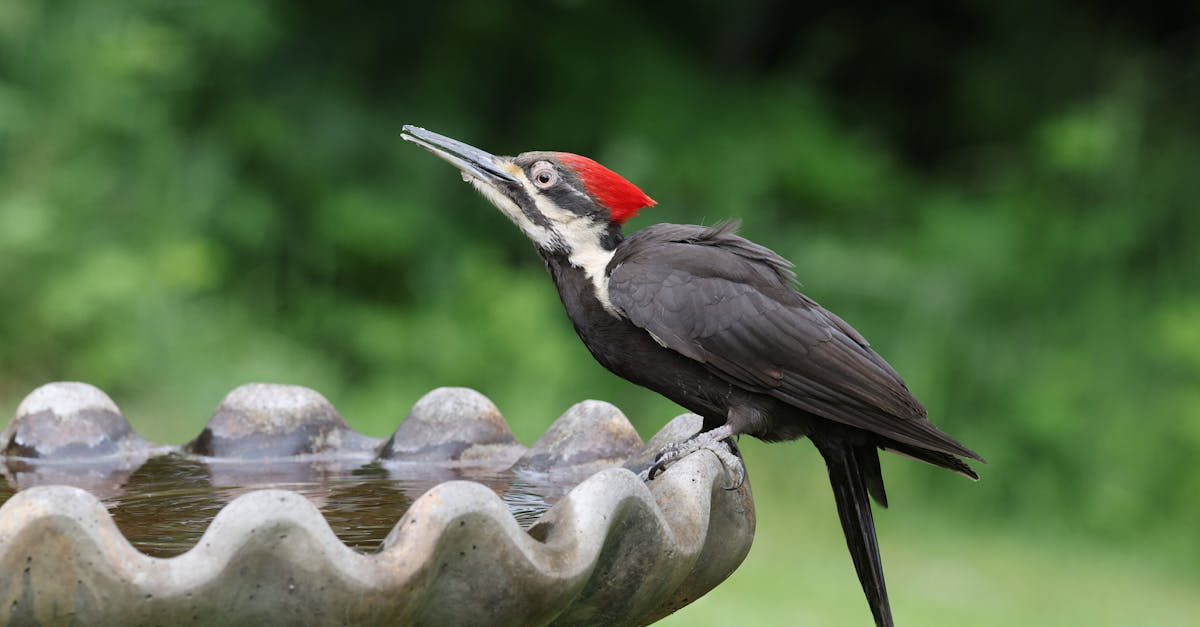 découvrez l'importance de la biodiversité, son rôle crucial dans l'équilibre des écosystèmes et les actions à entreprendre pour la préserver. explorez les richesses de notre planète et engagez-vous pour sa protection.