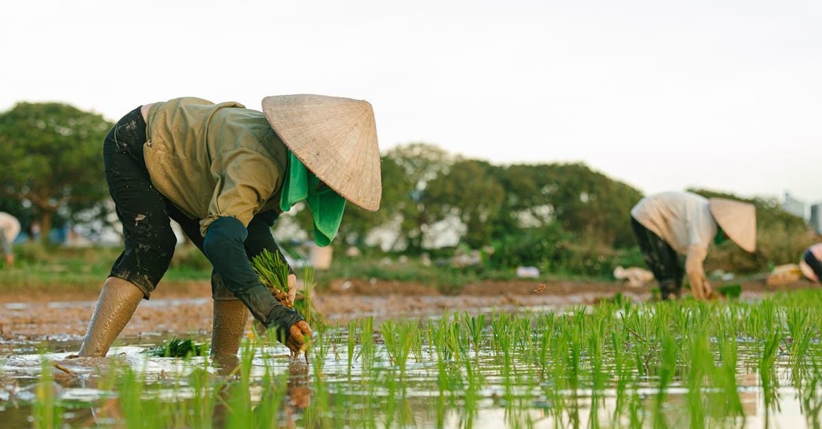 découvrez les pratiques d'agriculture durable qui préservent l'environnement tout en assurant une production alimentaire efficace. apprenez comment l'agriculture durable contribue à la biodiversité, utilise des ressources renouvelables et soutient les communautés locales.