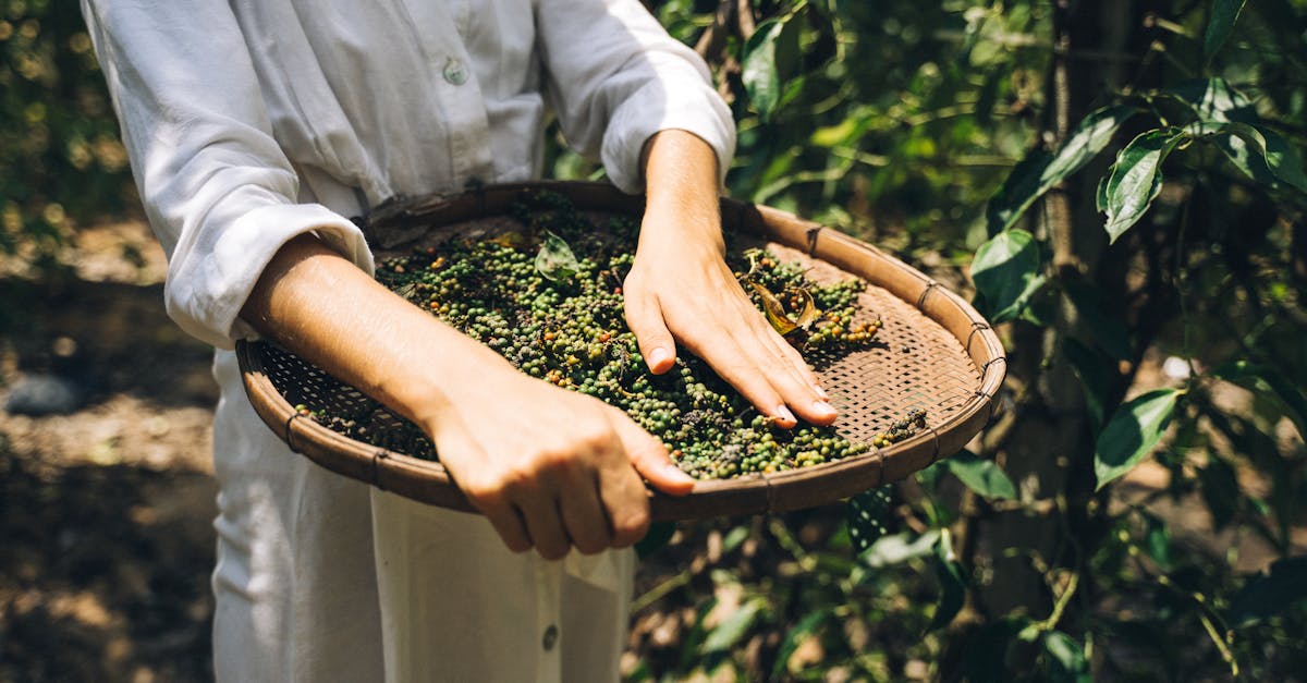 découvrez comment la culture durable façonne notre avenir en alliant respect de l'environnement, pratiques éthiques et innovation. explorez des initiatives qui préservent notre planète tout en enrichissant la diversité culturelle.