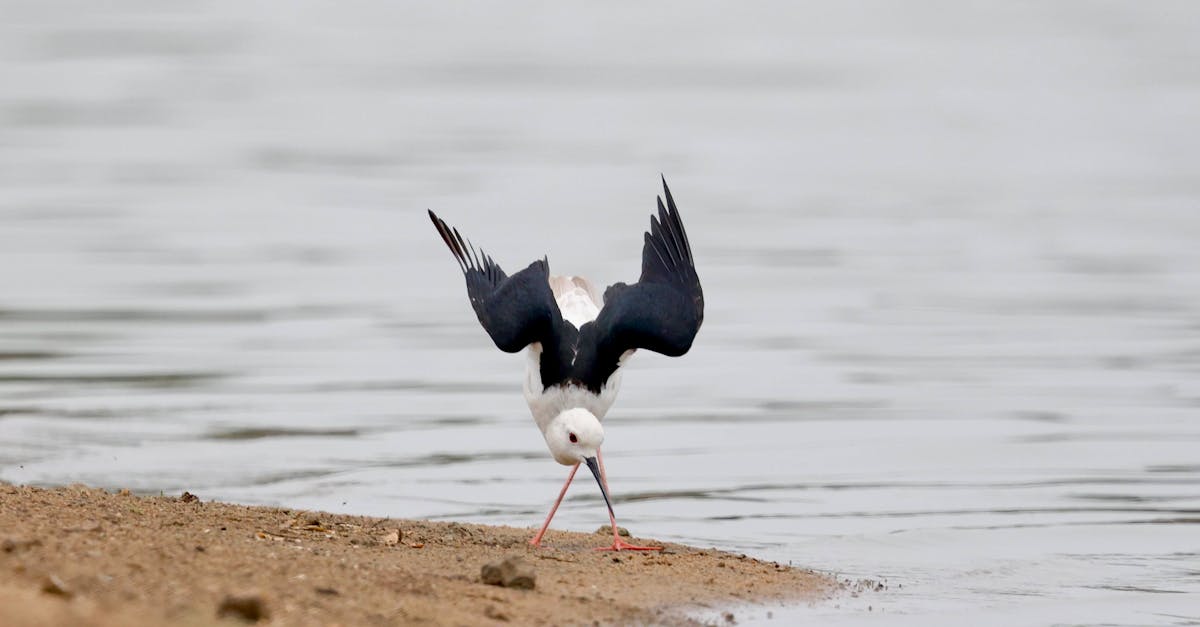 découvrez l'importance des réglementations environnementales dans la protection de notre planète. explorez comment ces lois contribuent à la durabilité, à la préservation des ressources naturelles et à la lutte contre le changement climatique.