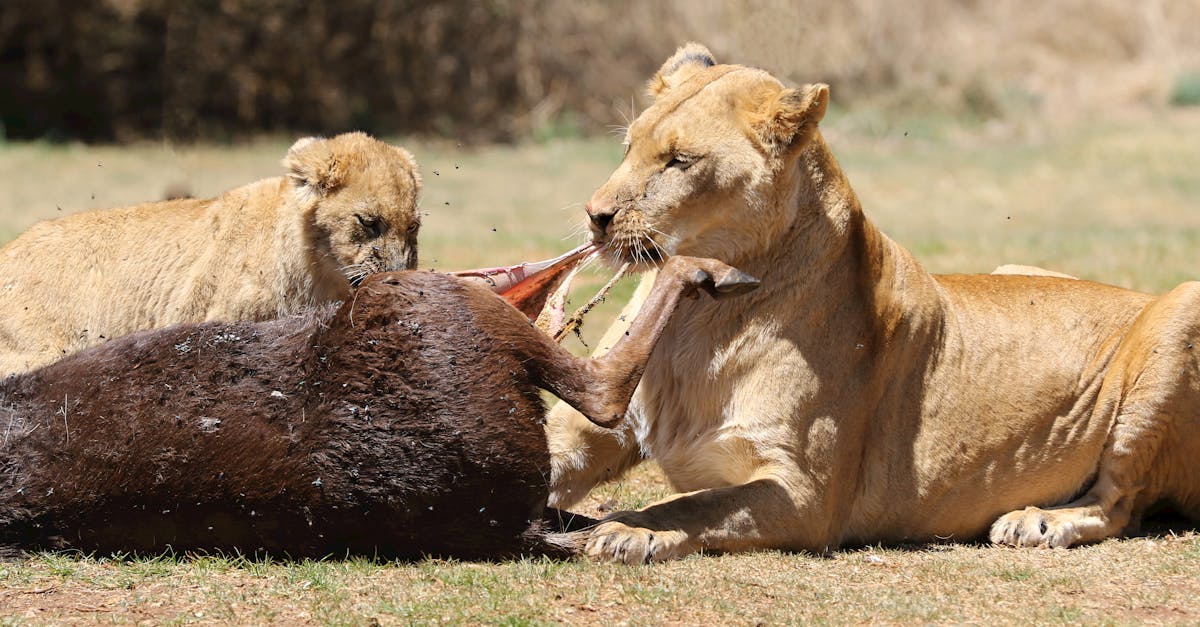 découvrez les différentes méthodes de conservation pour préserver efficacement vos aliments, optimiser leur durée de vie et éviter le gaspillage. conseils pratiques et astuces adaptés à chaque besoin.