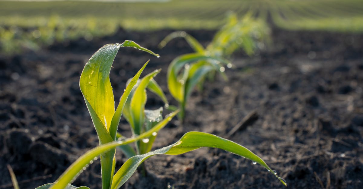 découvrez comment l'agriculture durable transforme nos pratiques agricoles pour préserver l'environnement, promouvoir la biodiversité et garantir la sécurité alimentaire tout en soutenant les communautés locales.