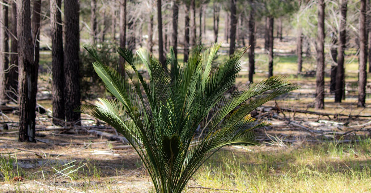 découvrez l'importance de la biodiversité pour notre planète. explorez comment la diversité des espèces contribue à l'équilibre des écosystèmes et à notre bien-être, tout en apprenant des moyens pour protéger et préserver cette richesse naturelle essentielle.