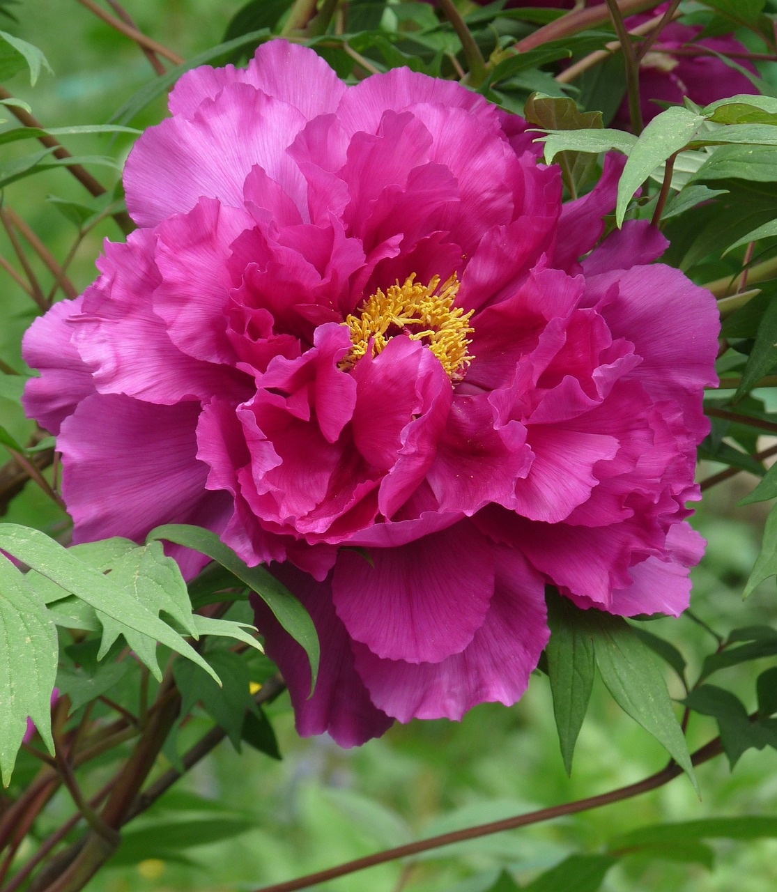 découvrez les bienfaits de la viande nourrie à l'herbe, une option naturelle et saine pour une alimentation équilibrée.