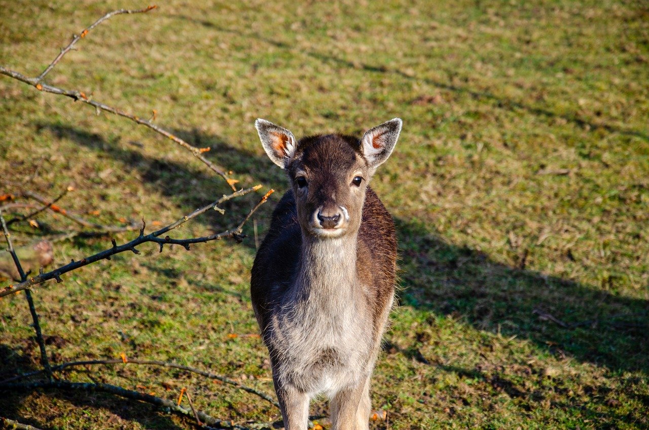 profil d'un jeune conseiller engagé, apportant des idées nouvelles et une perspective dynamique pour le développement de la communauté.