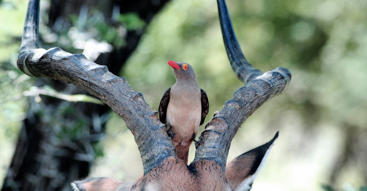 découvrez comment l'adaptabilité écologique joue un rôle crucial dans la survie des espèces et la préservation de notre environnement. explorez les stratégies naturelles qui permettent aux organismes de s'ajuster aux changements climatiques et de s'épanouir dans des écosystèmes variés.
