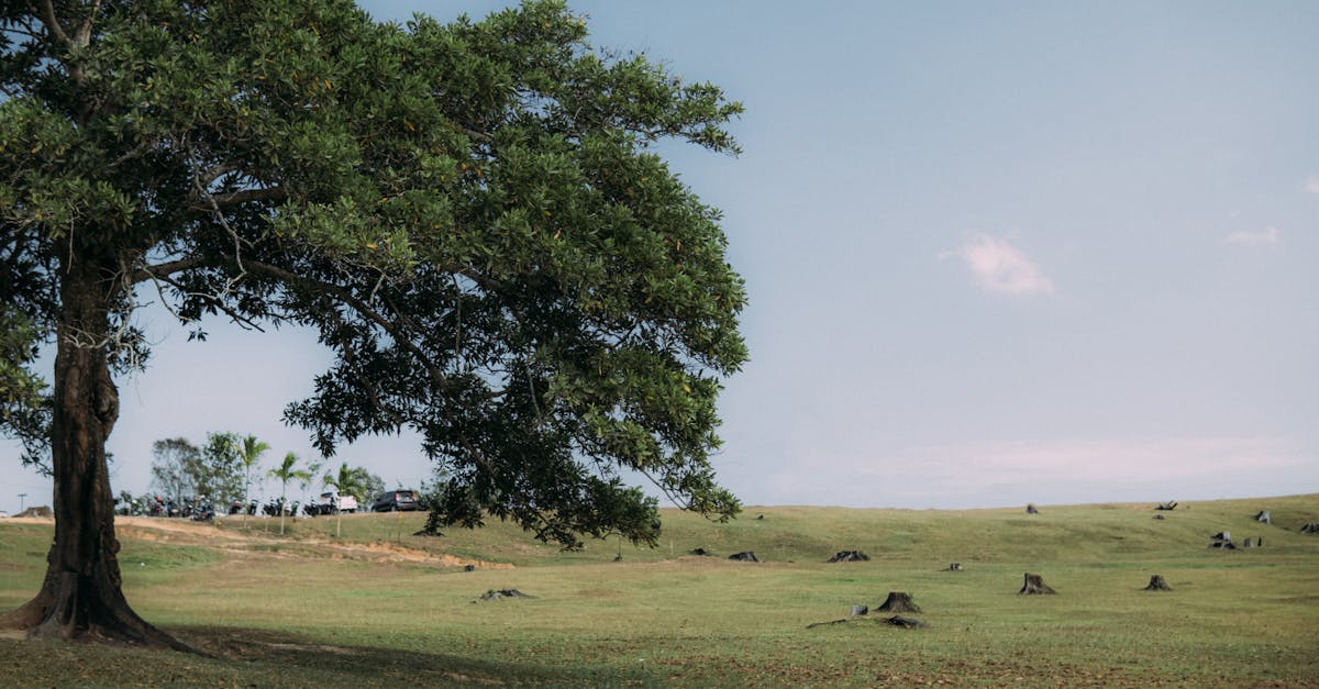 découvrez comment la restauration des écosystèmes joue un rôle crucial dans la sauvegarde de notre planète. apprenez les stratégies et les initiatives innovantes qui visent à restaurer la biodiversité, améliorer la qualité de l'environnement et contrer les effets du changement climatique.