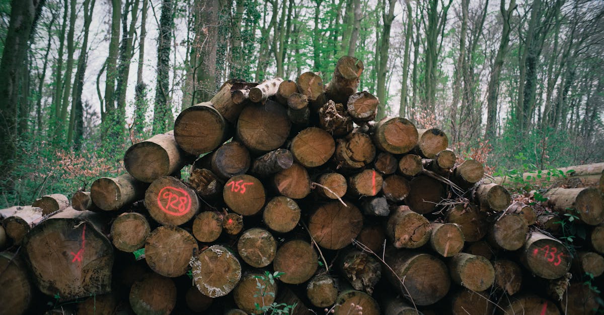 découvrez l'importance des ressources naturelles dans notre quotidien, leur impact sur l'environnement et les enjeux liés à leur gestion durable pour un avenir meilleur.