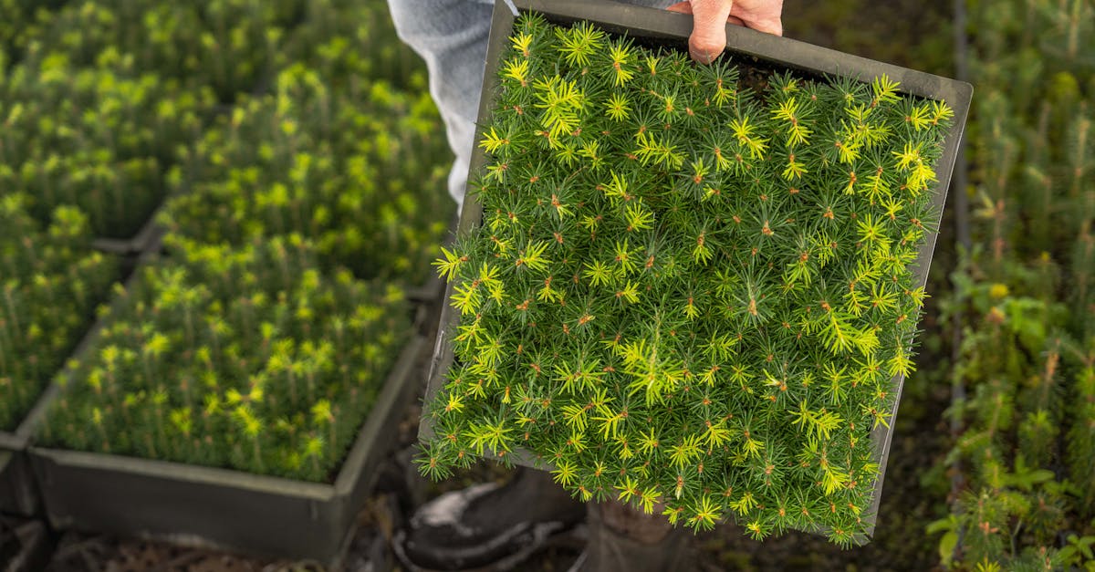 découvrez les principes de l'agriculture durable, qui vise à produire des aliments de manière responsable tout en préservant l'environnement. apprenez comment les pratiques agricoles modernes peuvent réduire l'impact écologique, favoriser la biodiversité et assurer une production alimentaire pérenne pour les générations futures.