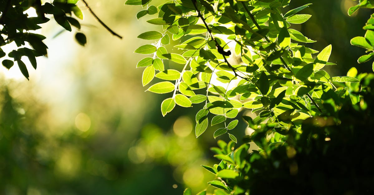 découvrez comment les partenariats environnementaux favorisent la durabilité et la protection de notre planète. apprenez comment les entreprises, les ong et les gouvernements collaborent pour relever les défis environnementaux et promouvoir des pratiques responsables.