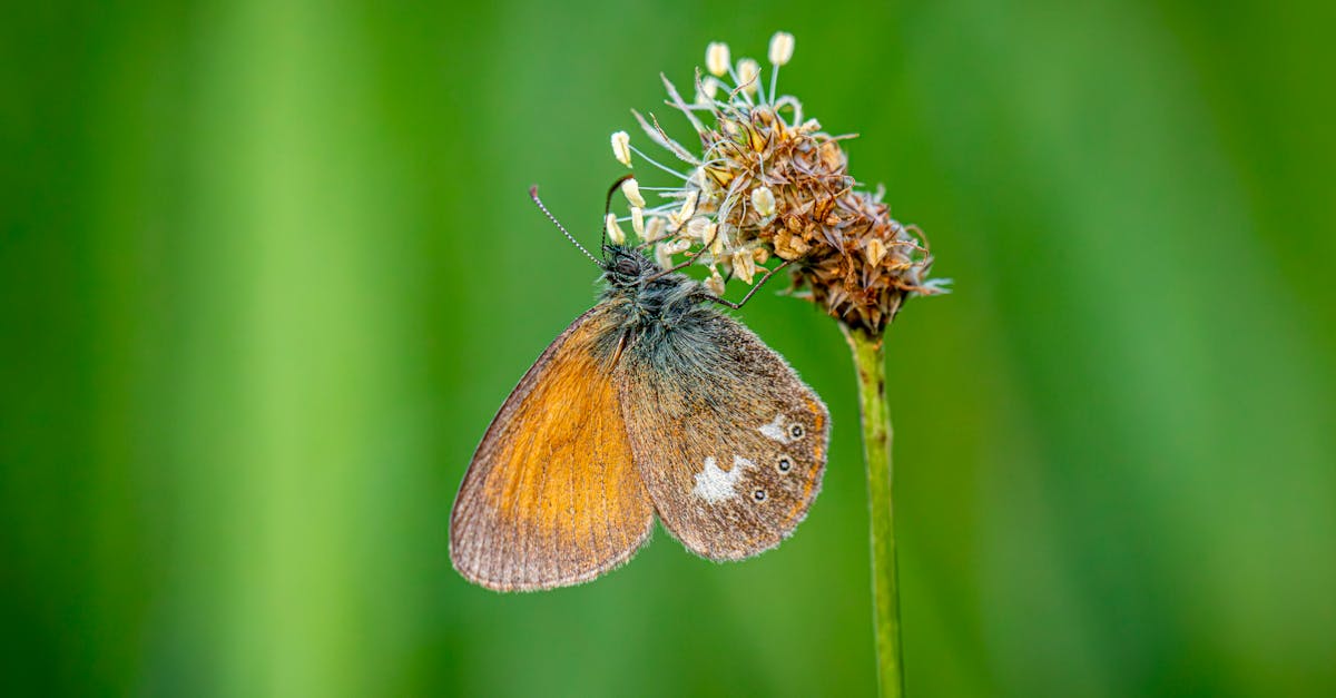 découvrez comment les réformes écologiques transforment notre avenir. explorez des solutions durables, des politiques innovantes et des pratiques respectueuses de l'environnement qui visent à préserver notre planète pour les générations futures.