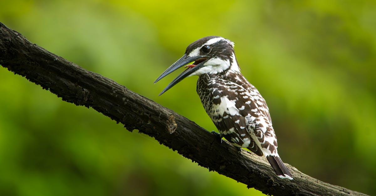 découvrez l'importance des écosystèmes résilients qui s'adaptent aux changements environnementaux. apprenez comment la biodiversité et les interactions entre les espèces renforcent la durabilité de notre planète.