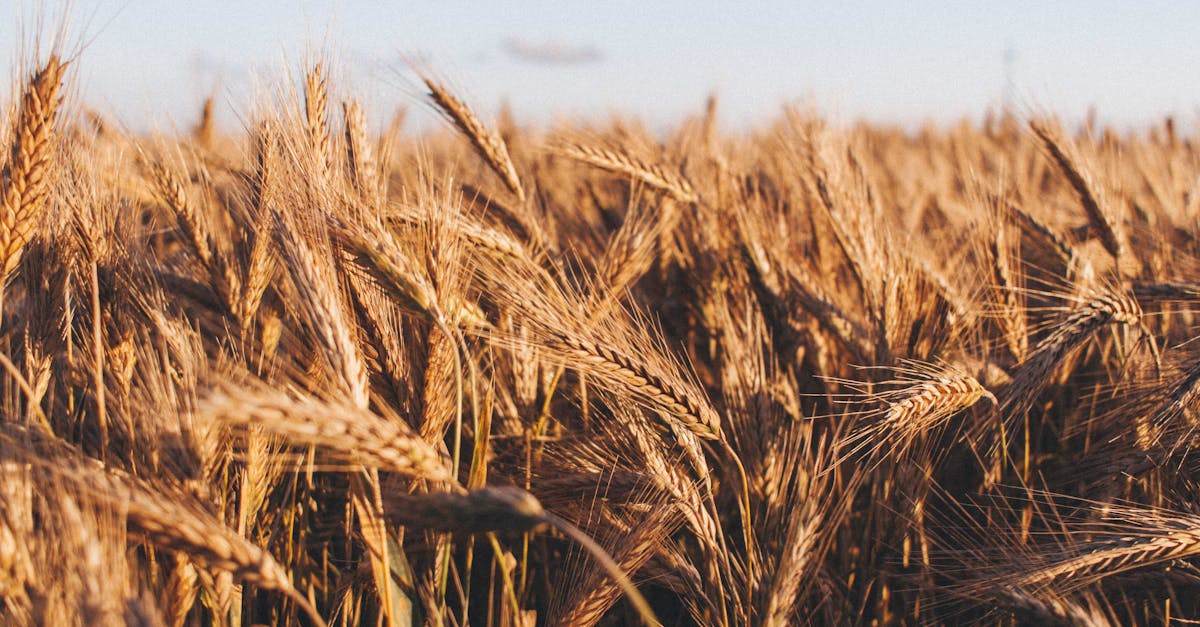 découvrez l'importance des cultures vivrières, leur rôle dans l'alimentation mondiale, les principales variétés et les enjeux liés à leur production durable.