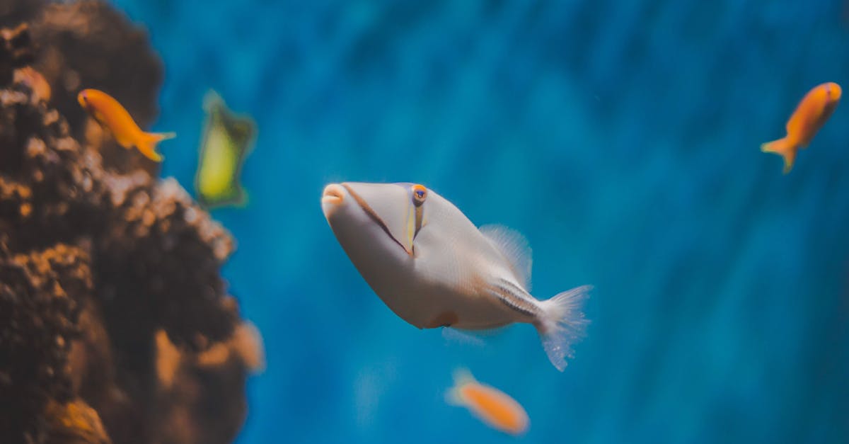 découvrez la richesse et la diversité de la biodiversité marine, essentielle pour l'équilibre des écosystèmes océaniques. explorez les espèces, leurs habitats et l'importance de leur conservation face aux menaces environnementales.