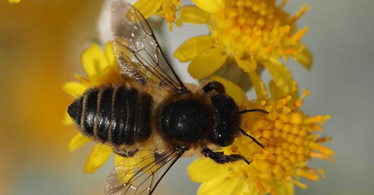 découvrez les services écosystémiques, ces contributions essentielles de la nature au bien-être humain, qui incluent la pollinisation, la régulation du climat et la purification de l'eau. apprenez comment ces services soutiennent notre planète et comment nous pouvons les préserver pour les générations futures.