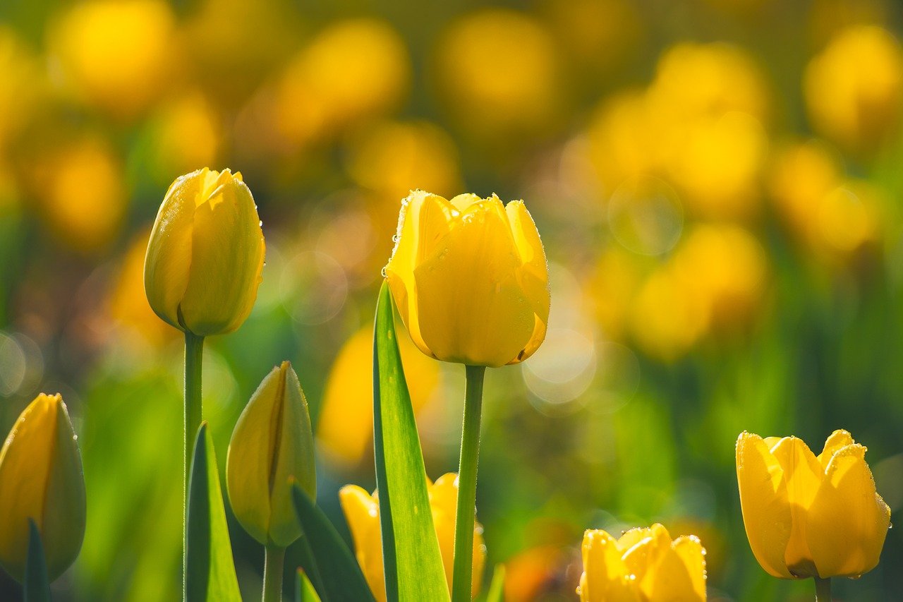 découvrez comment limiter l'impact environnemental de vos activités grâce à des conseils, outils et actualités sur l’éco-impact. adoptez des gestes responsables pour préserver la planète.