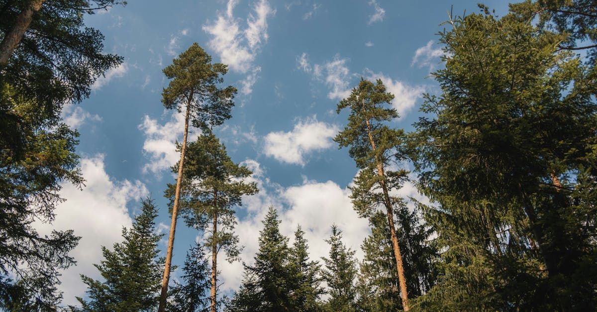 découvrez l'investissement durable, une approche qui allie performance financière et impact positif sur l'environnement et la société. apprenez comment intégrer des critères écologiques et éthiques dans vos choix d'investissement.