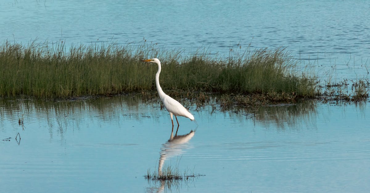 découvrez la diversité fascinante des écosystèmes, leur rôle crucial dans la régulation de notre planète et l'importance de leur préservation pour un avenir durable.