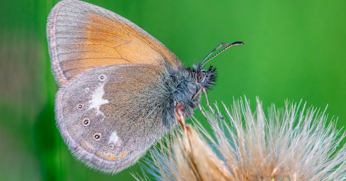découvrez notre approche des réformes écologiques, axée sur la durabilité et la préservation de notre planète. explorez les stratégies innovantes et les solutions pratiques pour un avenir respectueux de l'environnement.
